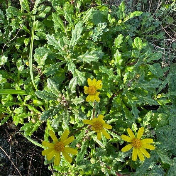 Senecio leucanthemifolius Habit