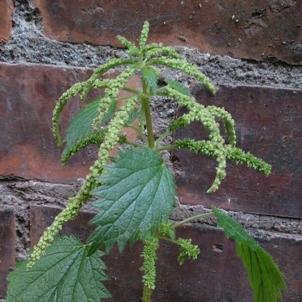 Urtica membranacea Flor