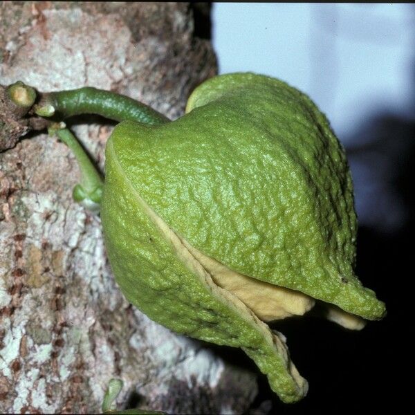 Annona muricata 花