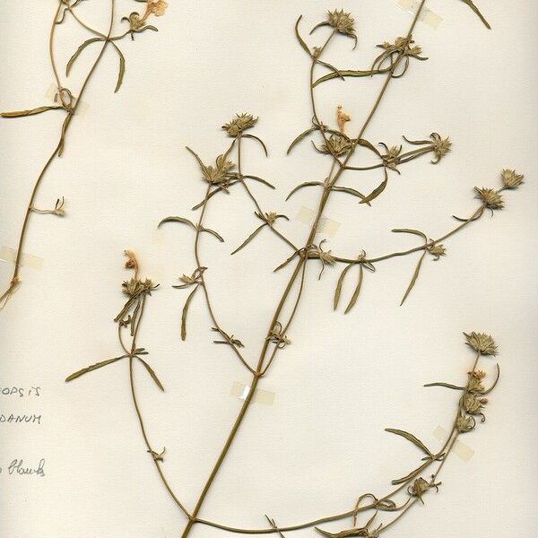 Galeopsis ladanum Plante entière