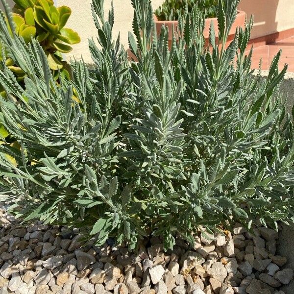 Lavandula dentata Liść