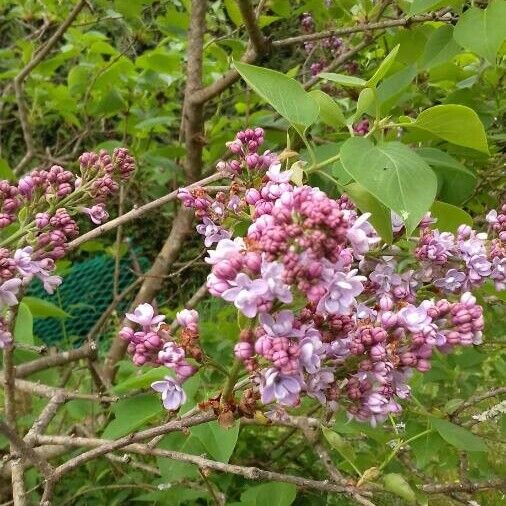 Syringa vulgaris പുഷ്പം