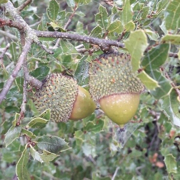 Quercus coccifera Fruit