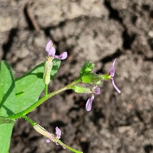 Chorispora tenella Lorea