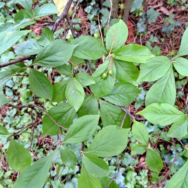 Photinia villosa Yaprak