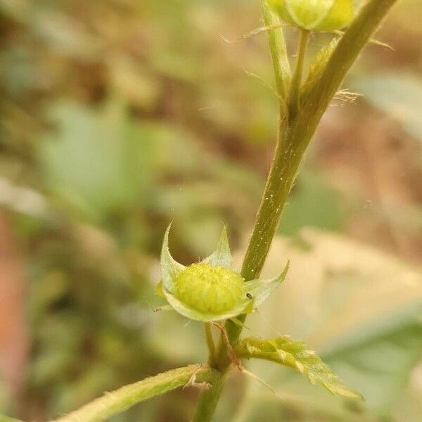 Malvastrum coromandelianum Blomst