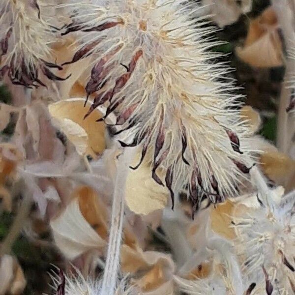 Trifolium angustifolium Blomst