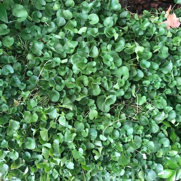 Dichondra micrantha برگ