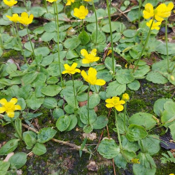 Ranunculus bullatus Habitus