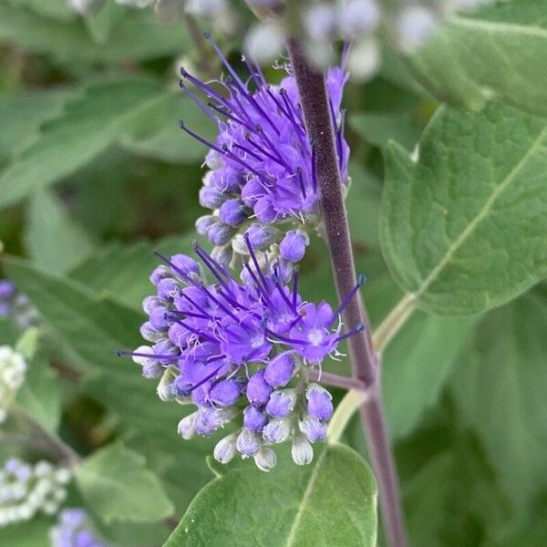 Caryopteris × clandonensis Žiedas