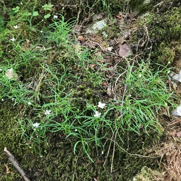 Moehringia muscosa Hábito