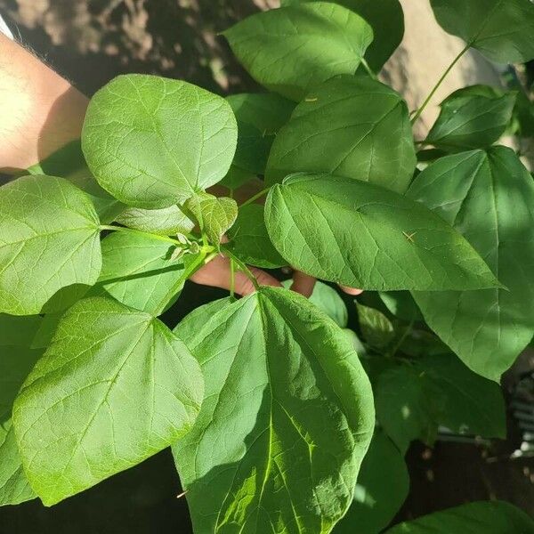 Catalpa bignonioides ᱥᱟᱠᱟᱢ