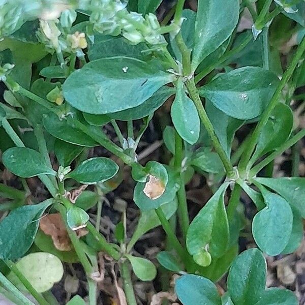 Polycarpon tetraphyllum Blad