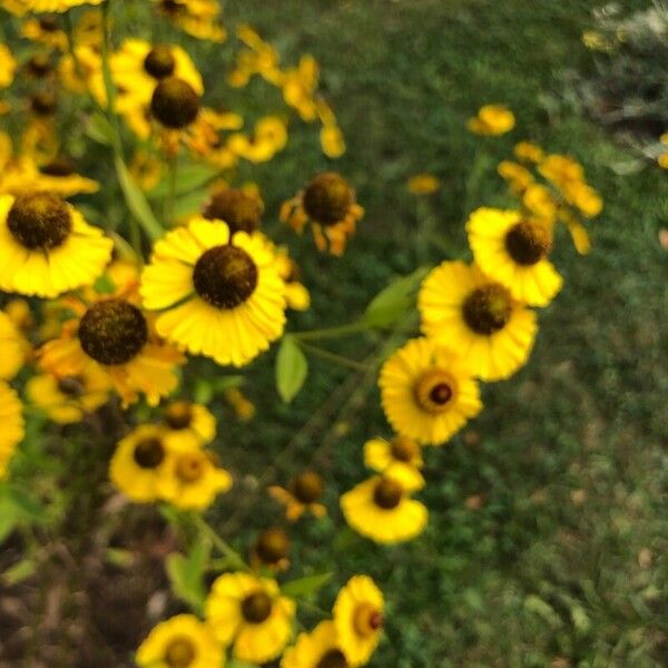 Helenium autumnale Flower