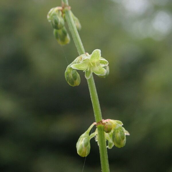 Rumex nepalensis Pokrój