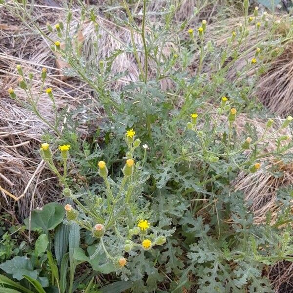 Senecio viscosus Habit