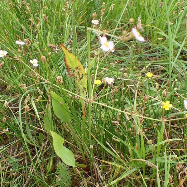 Alisma plantago-aquatica Habitat