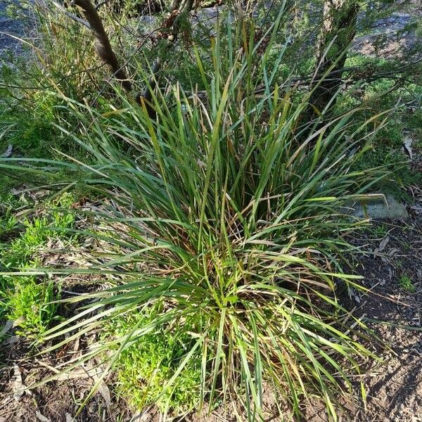 Lomandra longifolia Φύλλο