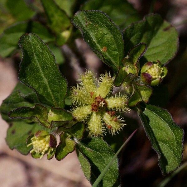 Acanthospermum australe Λουλούδι