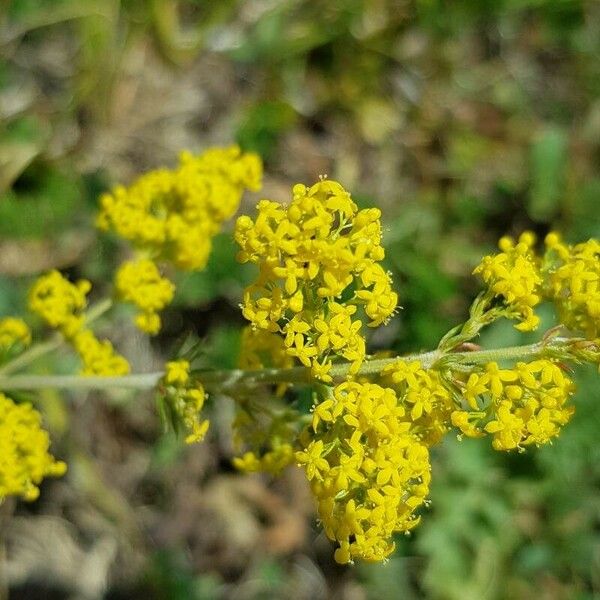 Galium verum Flower