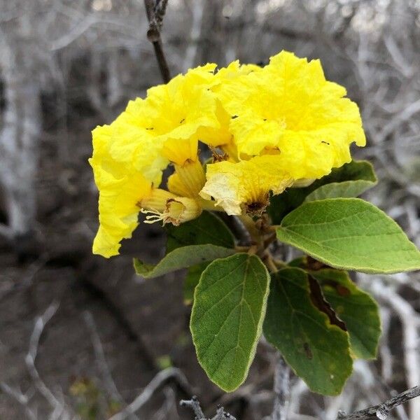 Cordia lutea Blüte