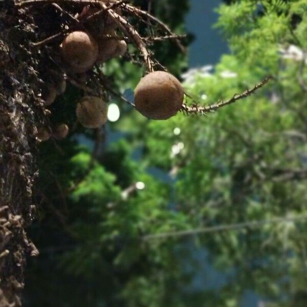 Couroupita guianensis Плід