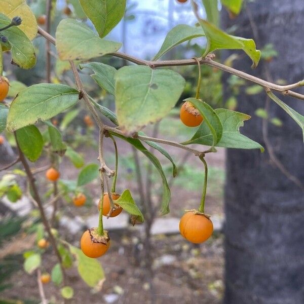 Lycianthes lycioides Vili