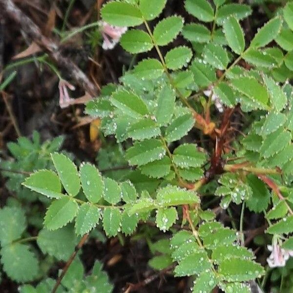 Rosa spinosissima Levél