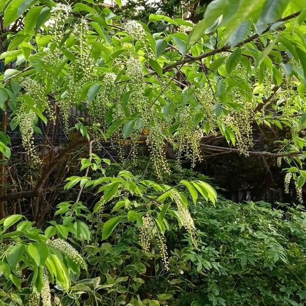 Prunus virginiana Habitus