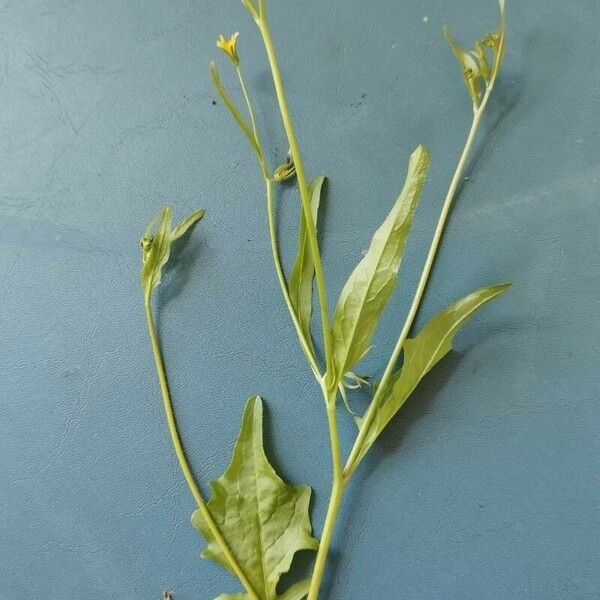Rhagadiolus stellatus Leaf