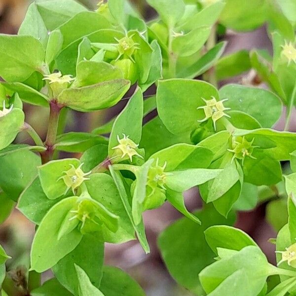 Euphorbia peplus Fleur
