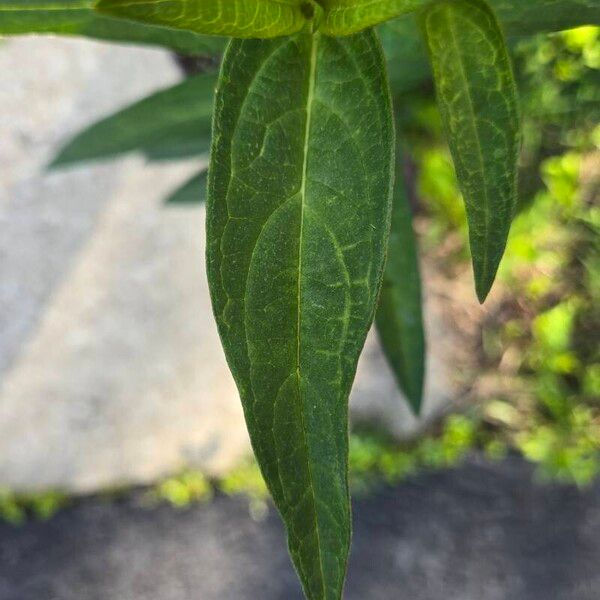 Asclepias incarnata ᱥᱟᱠᱟᱢ