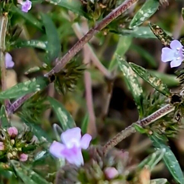 Satureja hortensis Blüte