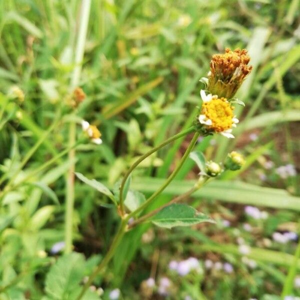 Bidens pilosa Kvet