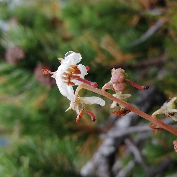 Pyrola rotundifolia 花