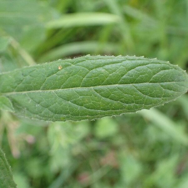 Epilobium hirsutum Leaf