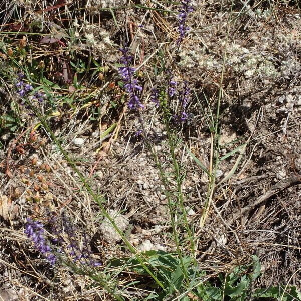 Anarrhinum bellidifolium 形態