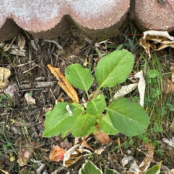 Pyrus cordata Листок