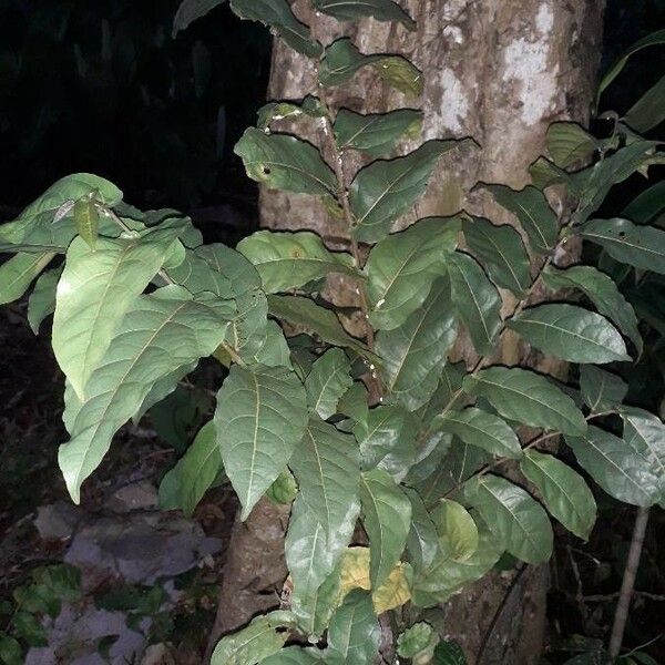 Ficus barclayana Φύλλο