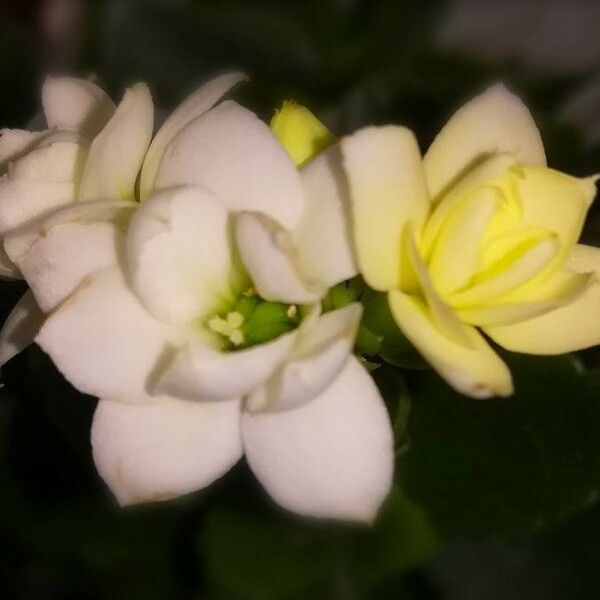 Kalanchoe blossfeldiana Flower