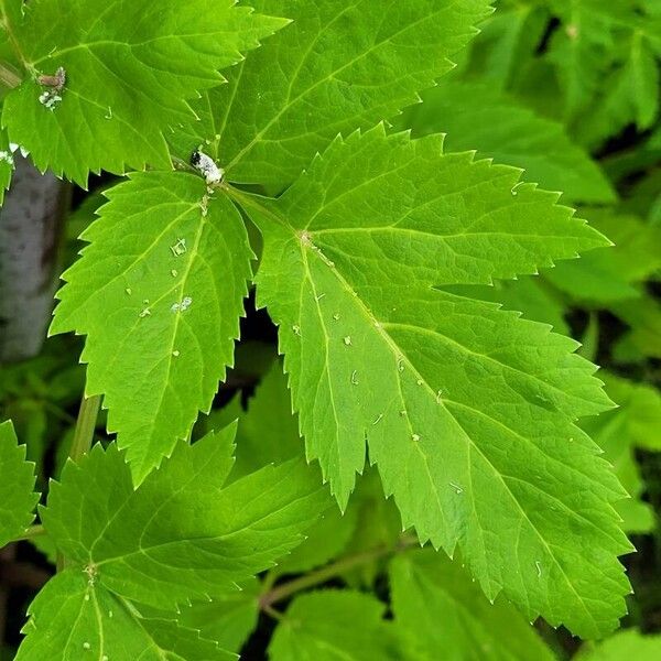 Angelica archangelica Лист