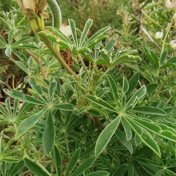 Lupinus albus Leaf