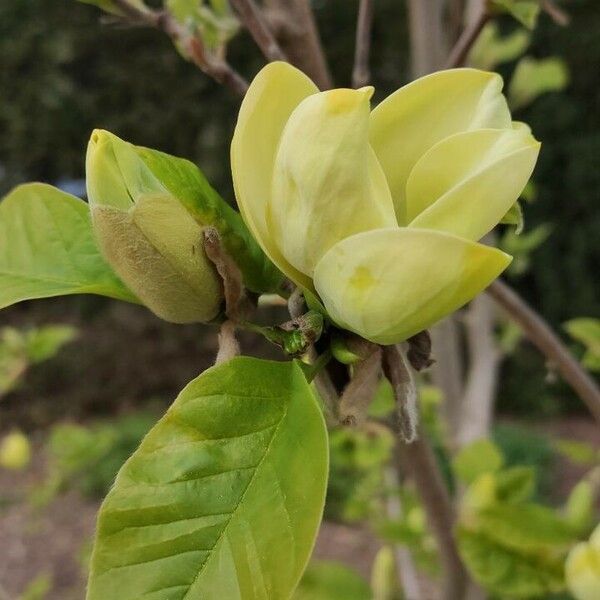 Magnolia acuminata Kvet