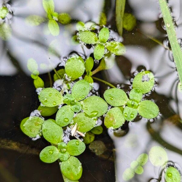 Callitriche stagnalis Leaf