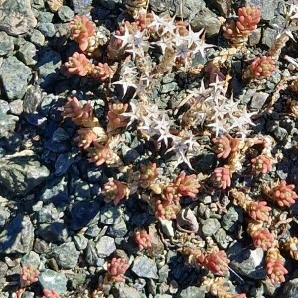 Sedum cespitosum 叶