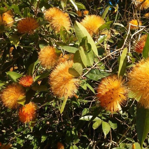 Stifftia chrysantha Fleur