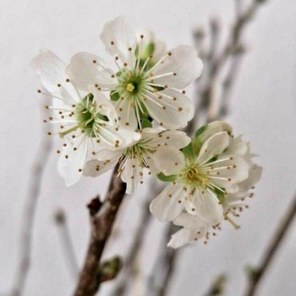 Prunus cerasus Blomst