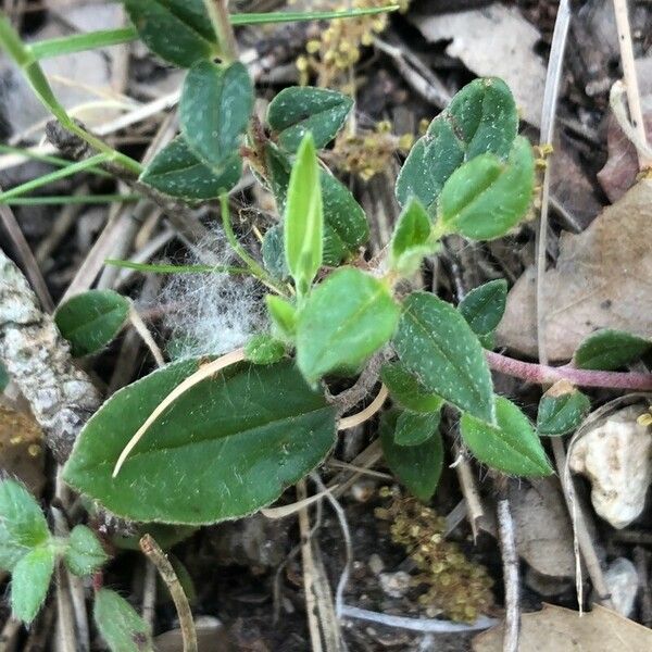 Helianthemum marifolium ഇല
