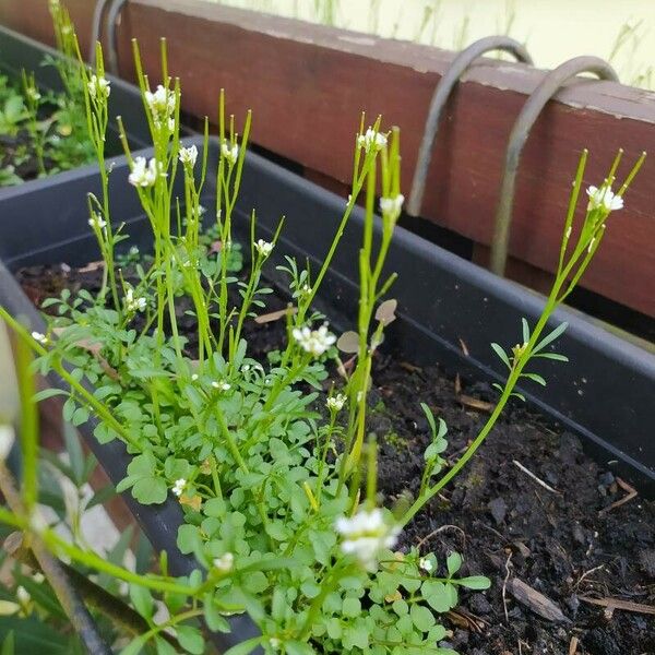 Cardamine parviflora Flower