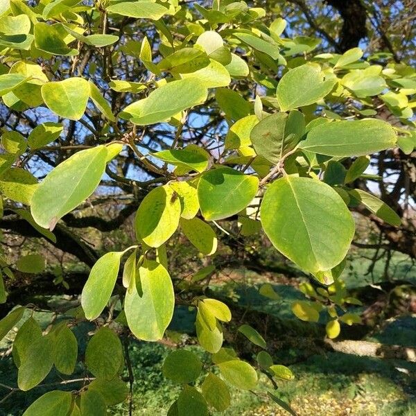 Chionanthus retusus List